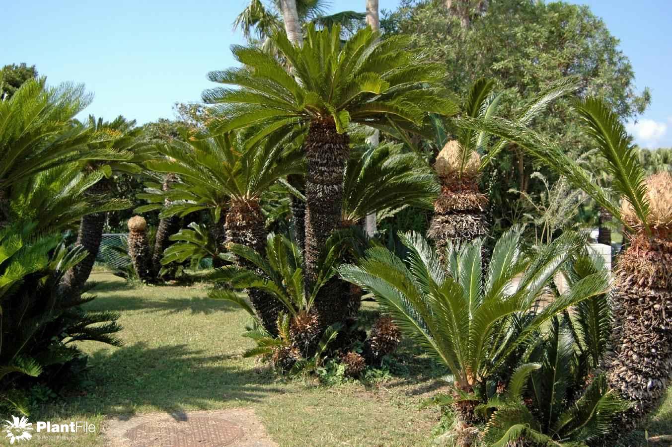 Are naked axil cycads Valuable information naked axil cycads are also